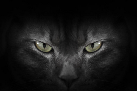 黑暗的阴影猫在黑暗中,催眠的猫眼睛的黑猫的眼睛照片