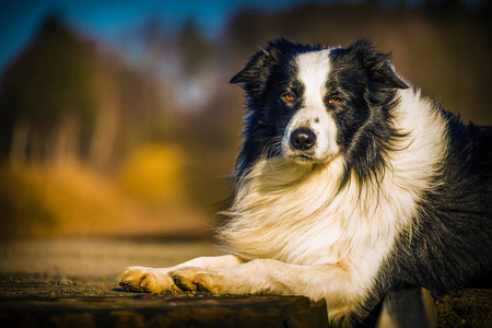 边境牧羊犬