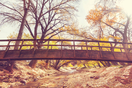 在秋天的森林中桥