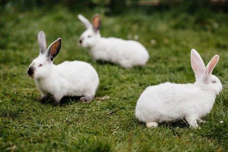 三只兔子在绿草