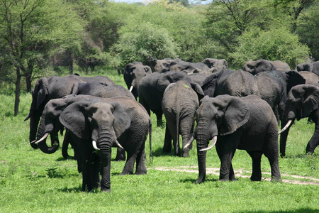 在非洲博茨瓦纳萨凡纳的野生大象 象