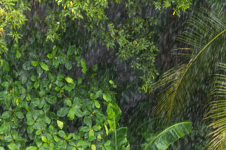在多雨的季节雨在热带森林