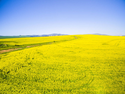 黄色的油菜地里景观图片
