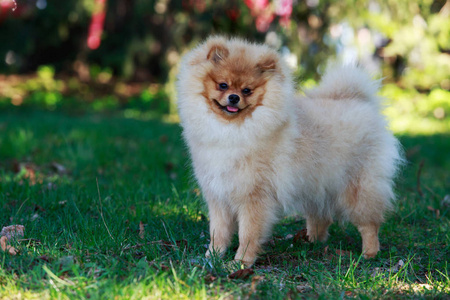 橙色的博美犬狗