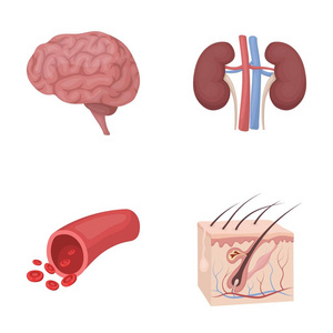 脑 肾脏 血管 皮肤。机关在卡通风格矢量符号股票图 web 设置集合图标