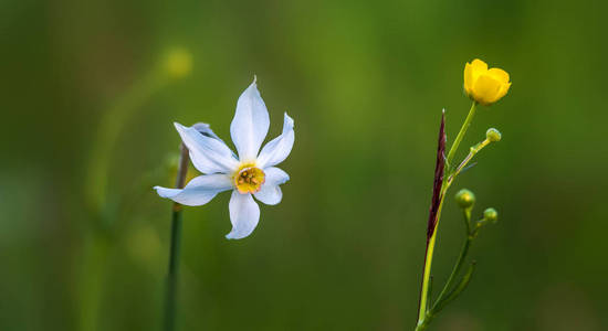 在 Plavski 同种的水仙花