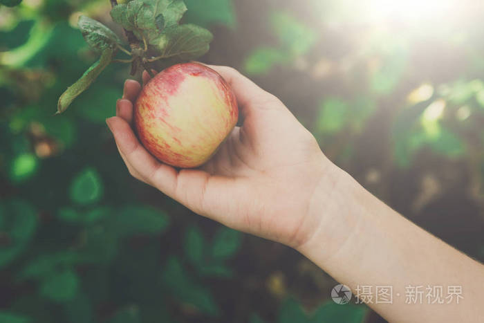 孩子手拿红色熟透的苹果在花园的树上