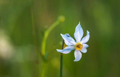 在 Plavski 同种的水仙花