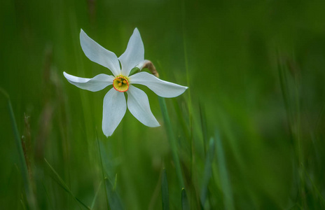 在 Plavski 同种的水仙花