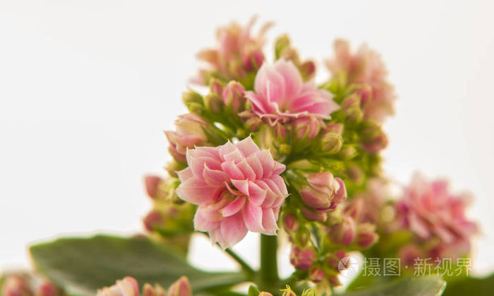 美丽的粉红色花朵