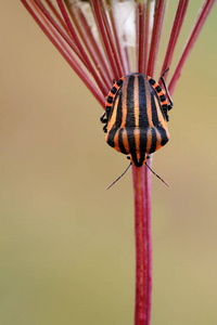 植物中的意大利条纹Bug Graphosoma lineatum 休息。