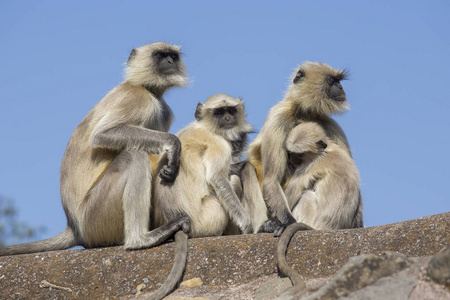 叶猴子家庭在小镇的曼杜，印度