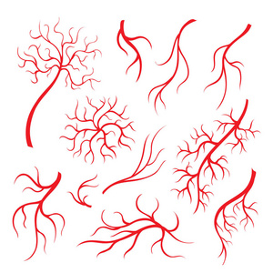人眼脉,红血丝,血动脉照片
