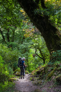 马纳斯卢峰电路上的森林在龙门跋涉在喜马拉雅山