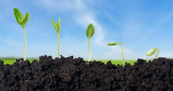 新生命的成长照片