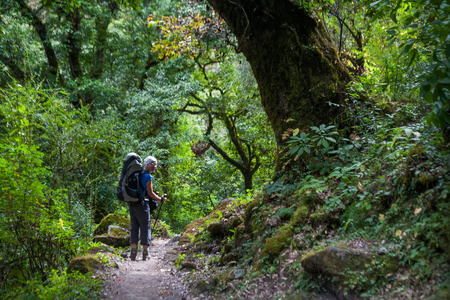 马纳斯卢峰电路上的森林在龙门跋涉在喜马拉雅山