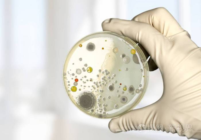 在科学家手中微生物学实验室测试