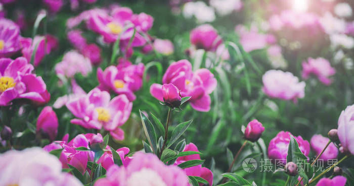鲜花背景。美丽的粉红色和红色牡丹字段中。色调