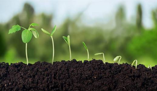 茁壮成长树图片