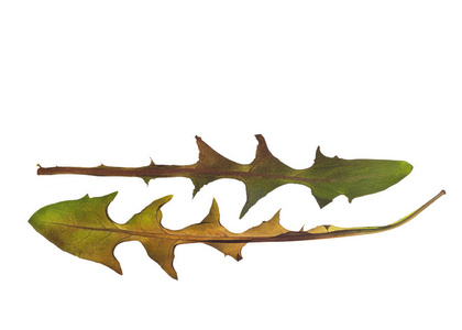 干蒲公英叶子的植物标本馆图片