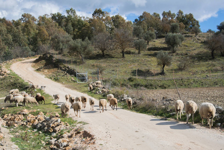 在塞维利亚，西班牙的道路上了一个春日羊群