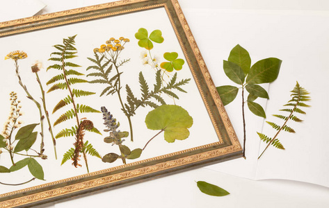 植物标本图片 植物标本素材 植物标本插画 摄图新视界 植物标本图片 植物标本素材 植物标本插画 摄图新视界