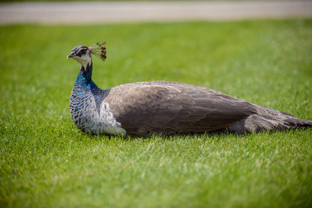 孔雀有尾巴吗图片
