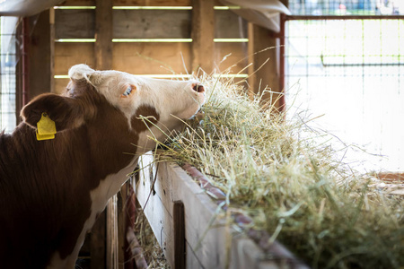 小母牛饲喂干草 农业产业 农业和畜牧业的概念