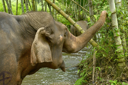 大象在泰国热带雨林