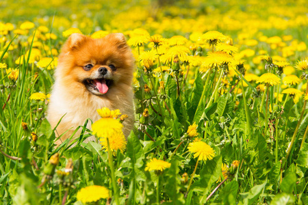坐在一个春天公园里环绕的蓬松狗博美犬  施皮茨