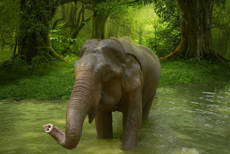 大象在泰国热带雨林