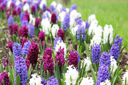 在庭园公园的花坛的小组长的紫色 蓝色和白色的风信子，风信子的花朵