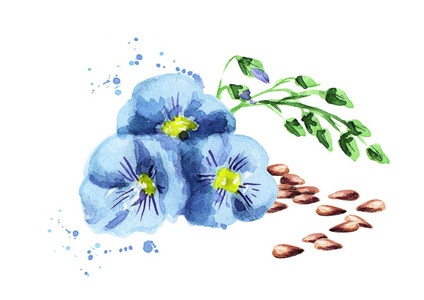 亚麻水彩亚麻籽.水彩照片