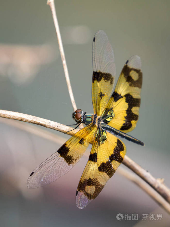 一只蜻蜓在自然背景的图像.昆虫动物