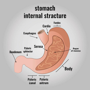 人的胃的解剖图片