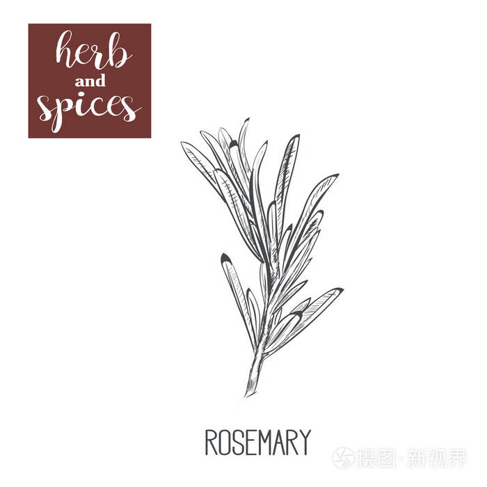 迷迭香草图手绘.矢量图