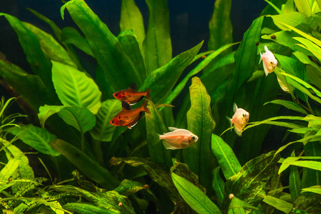 美丽的绿色种植热带淡水水族馆的鱼