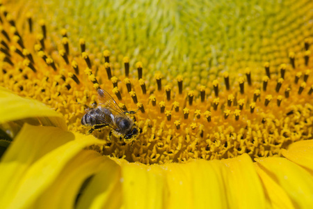 试图找到最好的花粉的向日葵，头上的蜜蜂宏