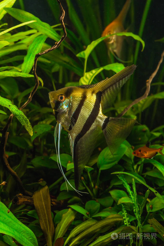斑马神仙鱼神仙神仙水族馆
