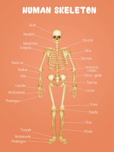 人类骨骼的关系图