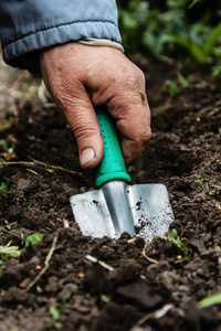 一个女人的手用铲子挖土和土。特写镜头让步