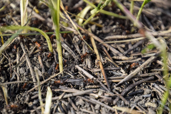 蚁群上的普通蚂蚁.社会昆虫