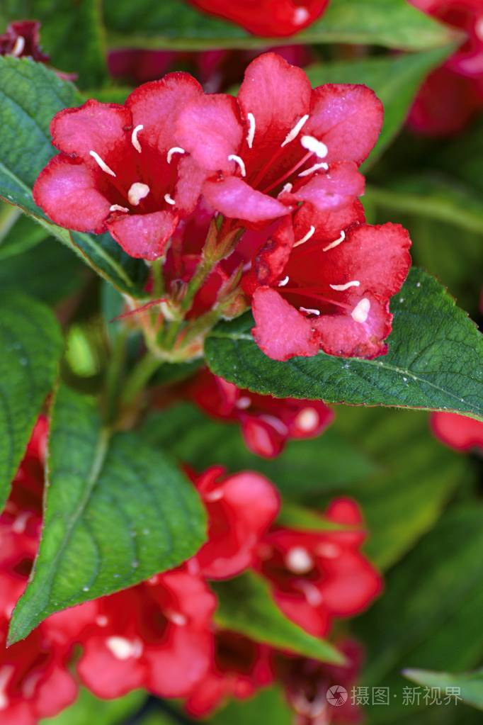 夏天花园里的美丽多彩花