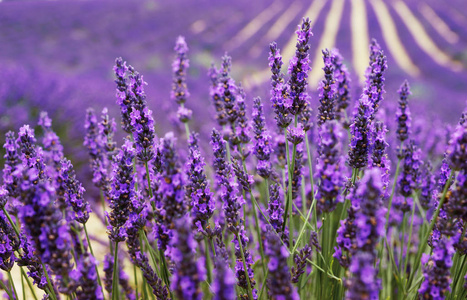 无休止的薰衣草田 Provence.France.Plateau Valensole.Beautiful 形象的薰衣草田。薰衣草