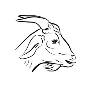 山羊的头图片-山羊的头素材-山羊的头插画-摄图新视界