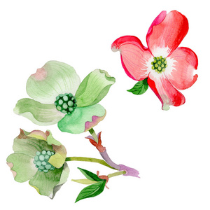 图片-山茱萸佛罗里达杨梅素材-山茱萸佛罗里达杨梅插画-摄图新视界