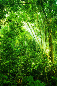 天然的热带密林