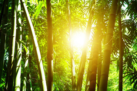 竹林和阳光