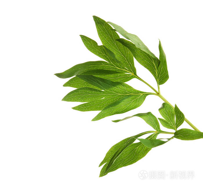 白牡丹叶