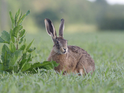 欧洲的棕色野兔，天兔座 europaeus